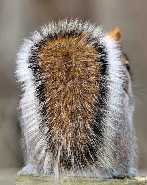 Cauda de esquilo cinza — Fotografia de Stock