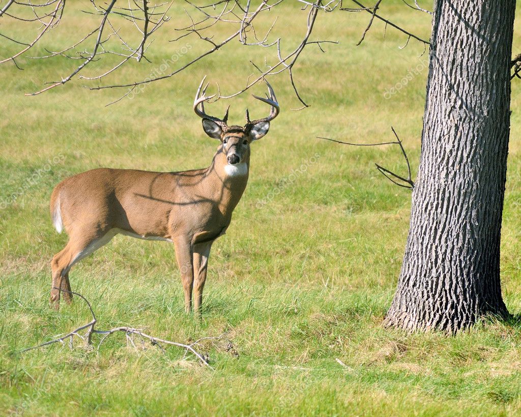 Whitetail Deer Buck