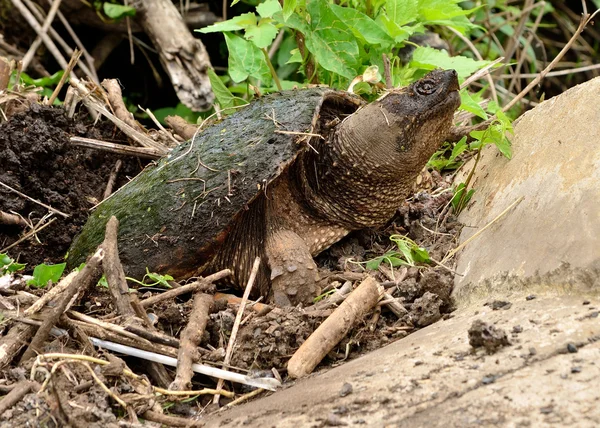 Żółw Jaszczurowaty — Zdjęcie stockowe