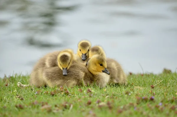 Kanadanhanhi goslings — kuvapankkivalokuva