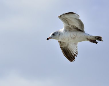 Ring-billed martı