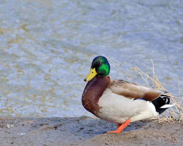 Mallard duck — Stockfoto