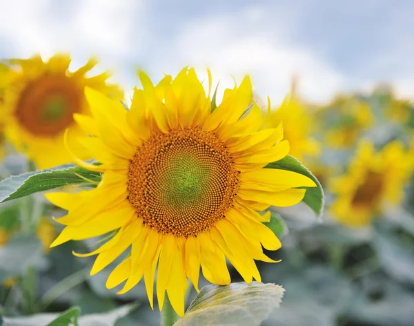 stock image Beautiful yellow Sunflower