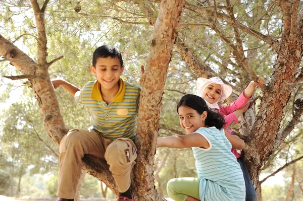 Дети играют и залезают на дерево — стоковое фото