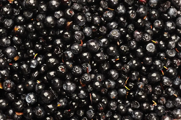 Stock image Currant black