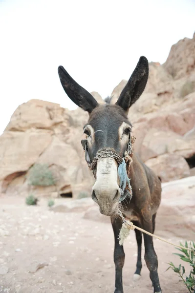 Donkey in Petra, Jordan desert — Stock Photo, Image