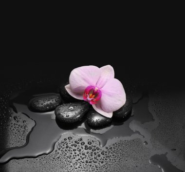 Black stones and orchid with water drops clipart