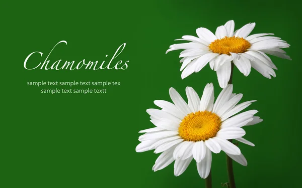 Chamomiles blomma på gröna — Stockfoto