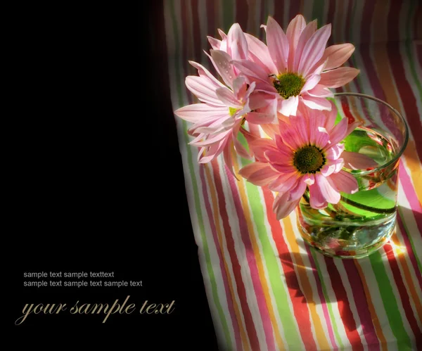 Cam papatya çiçeği. — Stok fotoğraf