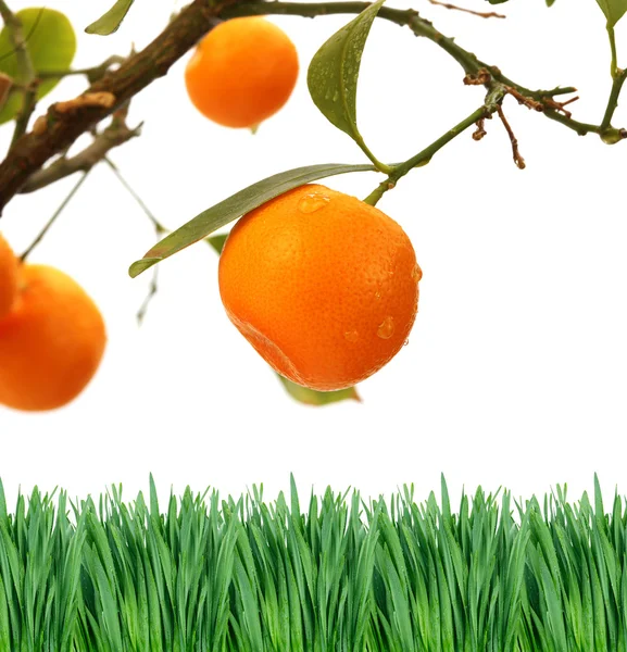 Oranje boomtak — Stockfoto