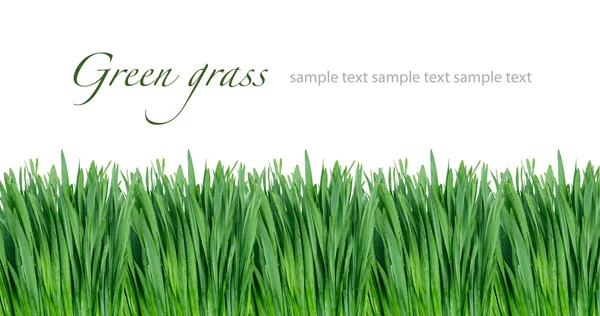 Zöld fű elszigetelt fehér — Stock Fotó