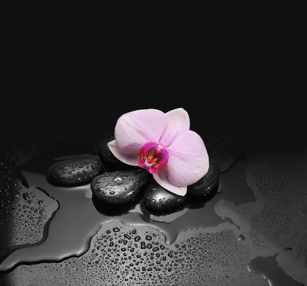 Piedras negras y orquídea con gotas de agua — Foto de Stock