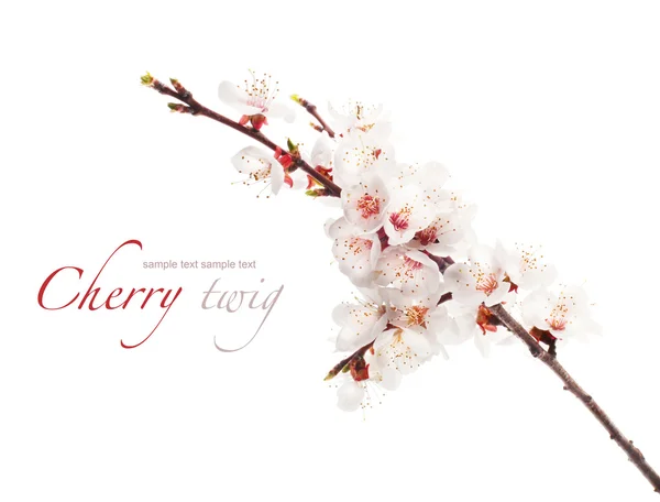 満開の桜の小枝 — ストック写真