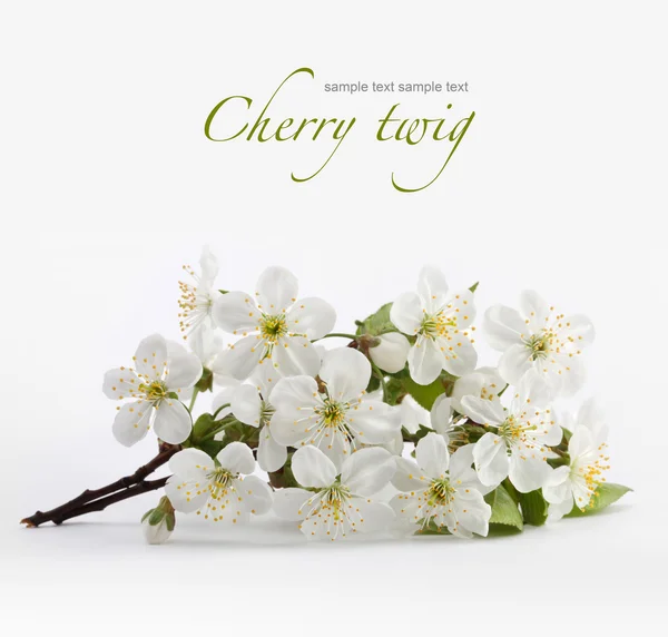 Ramita de cerezo en flor —  Fotos de Stock