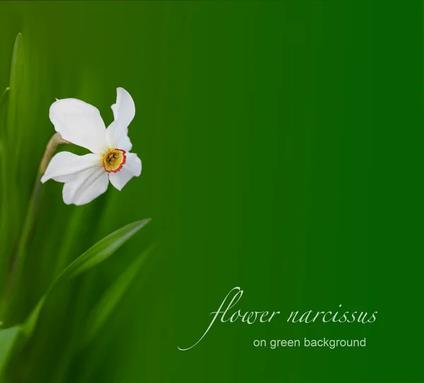 Νάρκισσος λουλούδι — Φωτογραφία Αρχείου