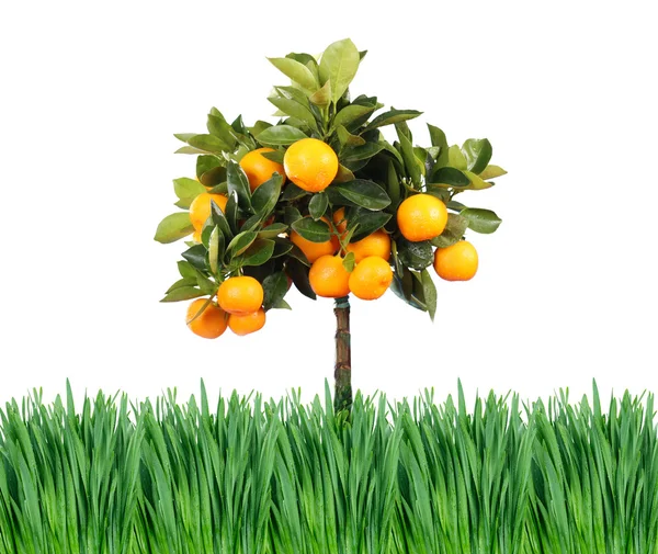 Trawa i pomarańczowe drzewa — Zdjęcie stockowe