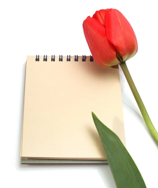 Tulipan i notatnik — Zdjęcie stockowe