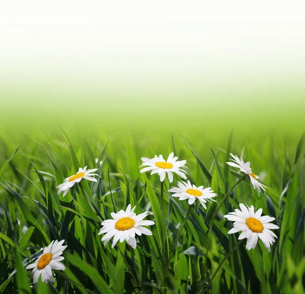 Chamomiles in green grass — Stock Photo, Image