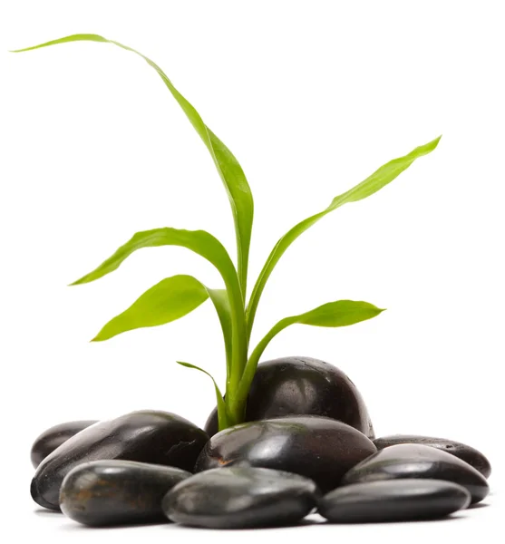 Gröna blad med svarta stenar — Stockfoto