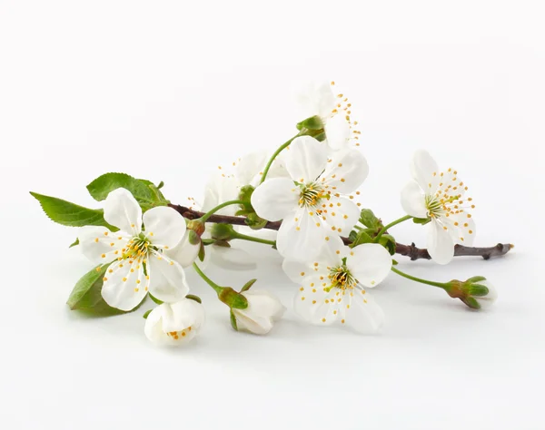 Brindille de cerisier en fleur — Photo