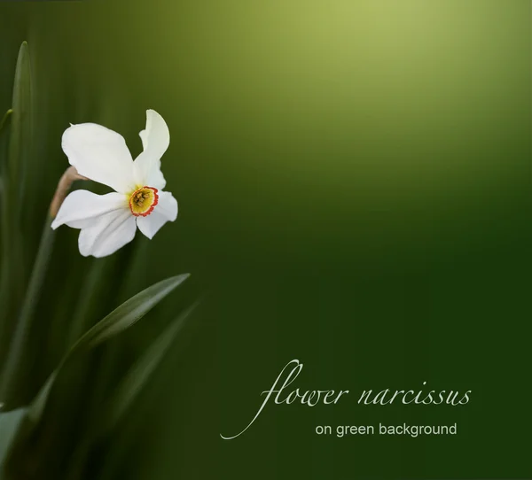 Narcissus blomma — Stockfoto