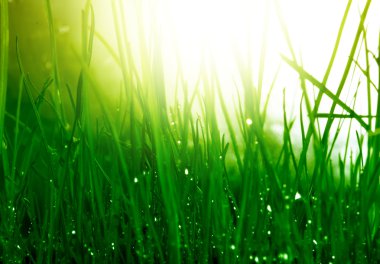 Soft green grass background clipart