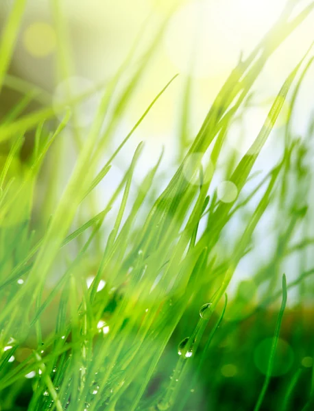 Desfoque suave fundo grama verde — Fotografia de Stock