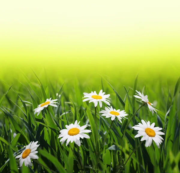 Kamille im grünen Gras — Stockfoto