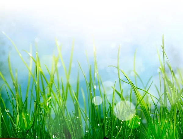 부드러운 녹색 잔디 배경 흐림 — 스톡 사진