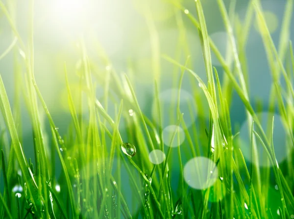 Desfoque suave fundo grama verde — Fotografia de Stock
