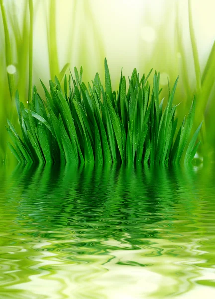 Fondo de hierba y agua — Foto de Stock