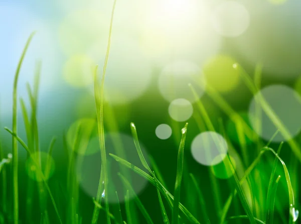 柔らかい緑の草の背景をぼかし — ストック写真