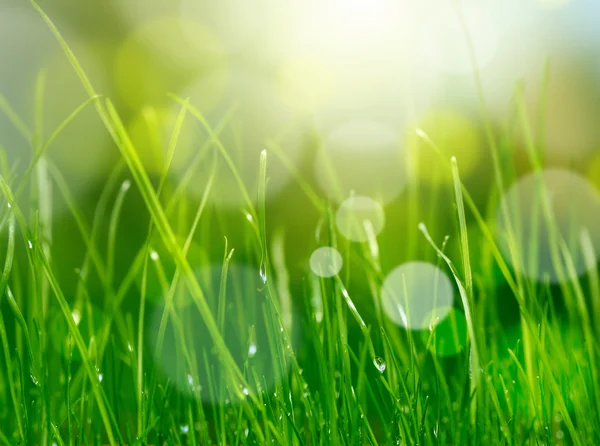 Weiche Unschärfe grünes Gras Hintergrund — Stockfoto