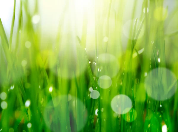 Soft blur green grass background — Stock Photo, Image