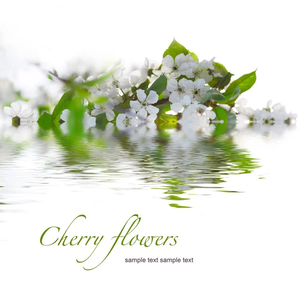 Cherry twigs in bloom — Stok fotoğraf