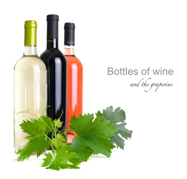 Бутылки вина и виноградная лоза — стоковое фото