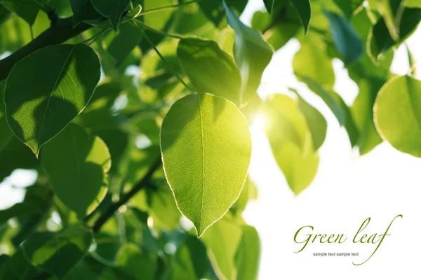 Luce del sole su foglie verdi — Foto Stock