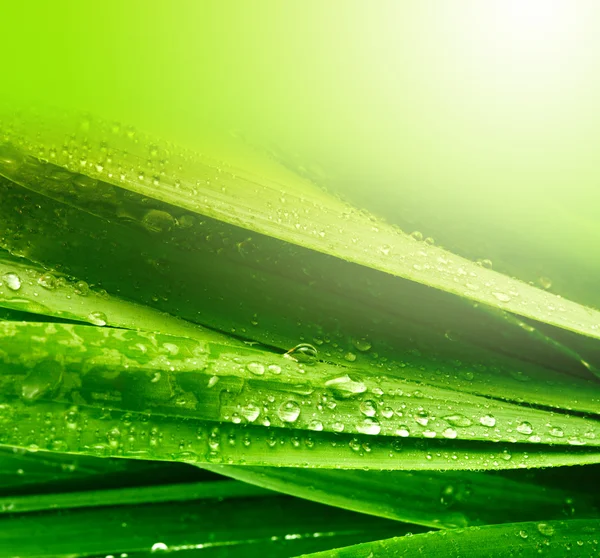 Grass leaf with water drops — Stock Photo, Image