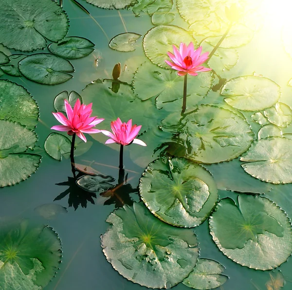 Pond with water lily — Stock Photo, Image