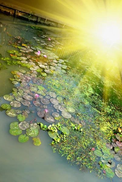 햇빛과 연못 — 스톡 사진