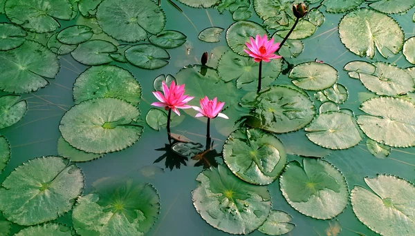 Vijver met water lily — Stockfoto
