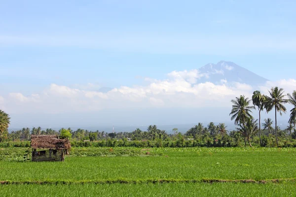 Rýžové pole s chýše s sopka v pozadí — Stock fotografie