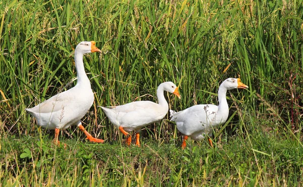 stock image Three geese in a row on a rice field