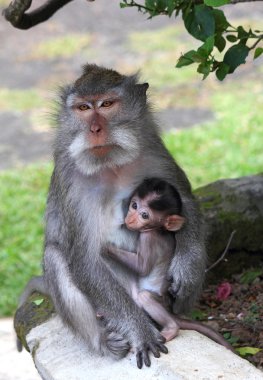 Emzirme, genç emme meme anne maymun.