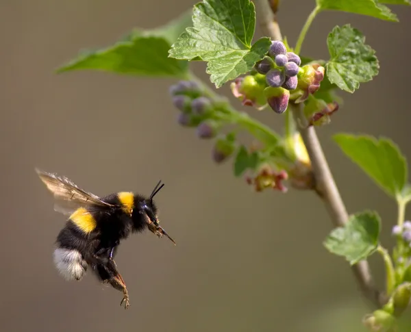 Bumble bee vliegen om te bloeien — Stockfoto