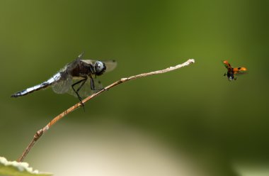 Dragonfly and ladybug clipart