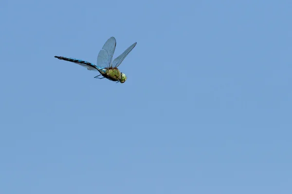 Flying dragonfly — Fotografie, imagine de stoc