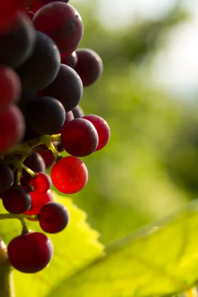 Gün batımı ışık kırmızı üzüm — Stok fotoğraf
