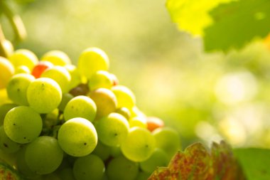 Green grapes in sunset light clipart