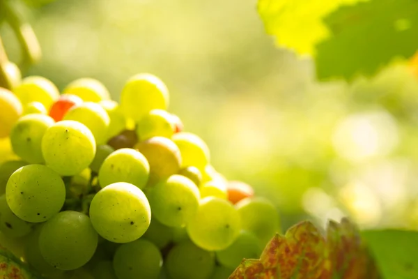 Uvas verdes en la luz del atardecer —  Fotos de Stock